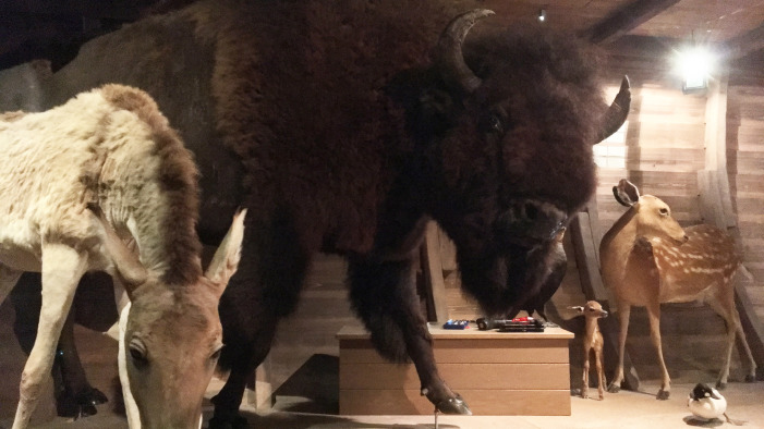 Bisonbulle zieht auf die Arche Noah im Keller des