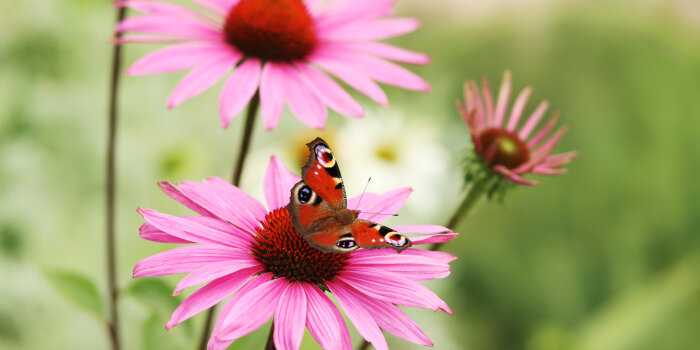 ein Schmetterling sitzt auf einer rosafarbenen Blume