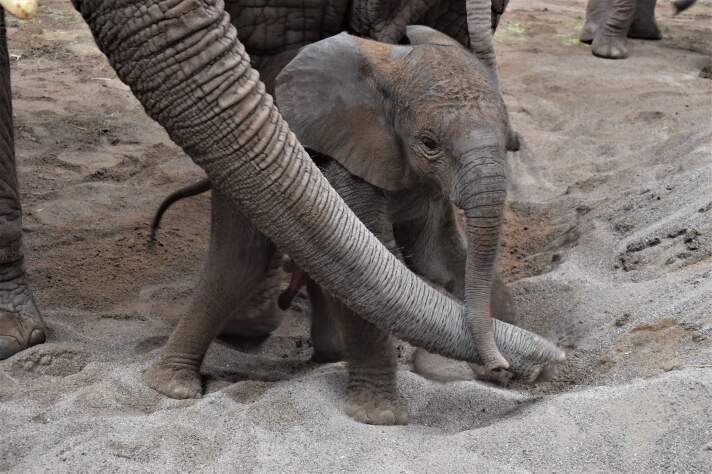 Ein junger Elefant in Gesellschaft von erwachsenen Elefanten.