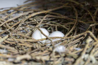 zwei Eier liegen in einem Nest