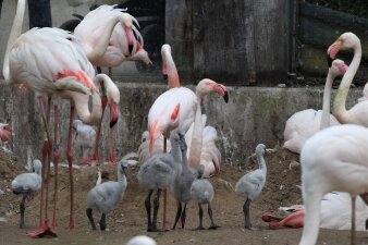 Flamingos und Jungtiere stehen zusammen im Gehege