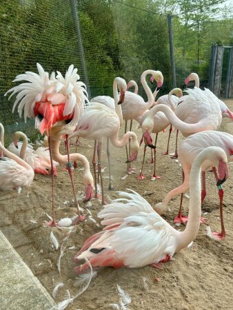 Flamingos stehen beisammen und brüten Eier