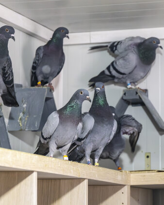 mehrere Tauben sitzen in einem Container zusammen