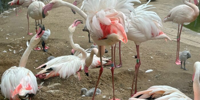 Flamingos brüten Eier, mehrere Küken sind schon geschlüpft
