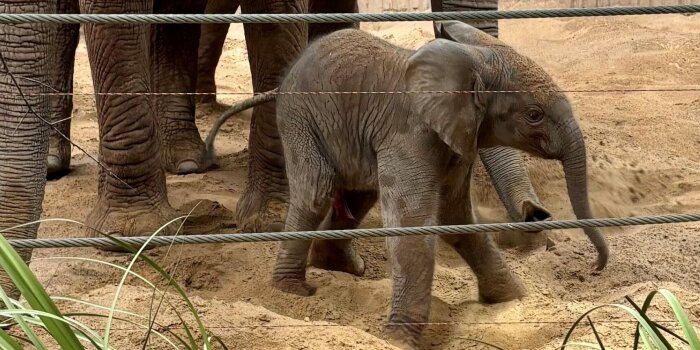 Ein kleiner Elefant läuft vor drei erwachsenen, großen Elefanten über sandigen Boden.