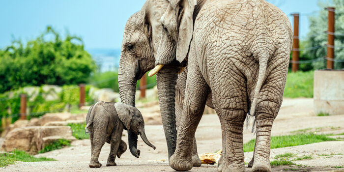 Zwei große und ein sehr kleiner, junger Elefant laufen nebeneinander über einen sandigen Weg, umgeben von Grün.