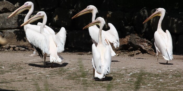 Fünf Pelikane gehen in Ihrem Gehege