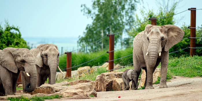 Ein kleiner, junger Elefant läuft neben einem großen Elefanten, gefolgt von zwei weiteren Elefanten, im Freien.
